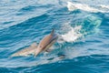 Dolphins jumping Royalty Free Stock Photo