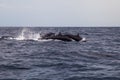 Dolphins Jumping in the Sea Ocean Royalty Free Stock Photo