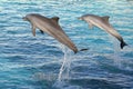 Dolphins jumping two Royalty Free Stock Photo