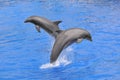 Dolphins jumping up out of water Royalty Free Stock Photo