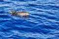 Dolphins jumping from the waves of the Atlantic Ocean Royalty Free Stock Photo