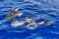 Dolphins jumping from the waves of the Atlantic Ocean Royalty Free Stock Photo