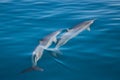 Dolphins in Kauai Royalty Free Stock Photo