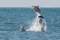 Dolphins leaping from the water