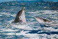 Dolphins love dancing on the water surface Royalty Free Stock Photo