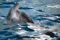 Dolphins love dancing on the water surface Royalty Free Stock Photo