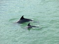 Dolphins Mother and Baby Florida