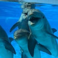 Dolphins natural funny blue water beauty laughing smiling animals swimming sweat family friends love friendship Royalty Free Stock Photo