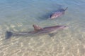 The Dolphins near the Beach