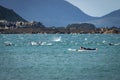 Dolphins At New Zealand Lyall Bay Royalty Free Stock Photo