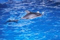 Dolphins in the ocean. Dolphins with a scratched back. Hunting for dolphins. Animal protection.