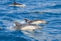 Dolphins in the ocean Royalty Free Stock Photo