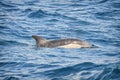 Dolphins in the ocean Royalty Free Stock Photo