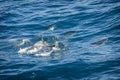 Dolphins in the ocean Royalty Free Stock Photo