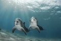 Dolphins , pair , red sea Royalty Free Stock Photo