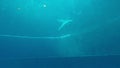 Dolphins that perform evolutions inside the Aquarium of Genoa in vertical 4k