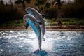 Jumping dolphins at Attica Zoological Park in Athens Greece.