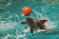 dolphins performing show at the circus,dolphinarium