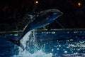 dolphins performing show at the circus,dolphinarium