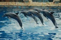 dolphins performing show at the circus,dolphinarium