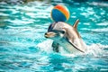 Dolphins play with a ball in the blue water Royalty Free Stock Photo