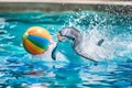 Dolphins play with a ball in the blue water Royalty Free Stock Photo