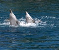 Dolphins playing Royalty Free Stock Photo