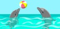 Dolphins playing with ball perform trick with inventory. Marine mammals play in dolphinarium Royalty Free Stock Photo