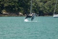 Dolphins Playing In Bay Of Islands