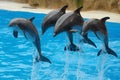 Dolphins playing in the pool. Royalty Free Stock Photo