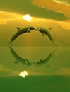 Dolphins playing in the sunset Royalty Free Stock Photo