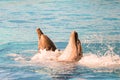 Dolphins playing and swimming in a pool. Royalty Free Stock Photo