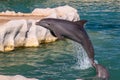 Dolphins Playing in a Water Park Royalty Free Stock Photo