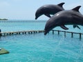 Dolphins Royalty Free Stock Photo