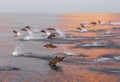 Dolphins are pursuing a flock of fish at sunset.