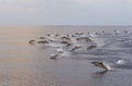 Dolphins are pursuing a flock of fish at sunset. Royalty Free Stock Photo