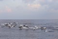 Dolphins are pursuing a flock of fish at sunset. Royalty Free Stock Photo