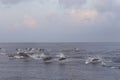 Dolphins are pursuing a flock of fish at sunset. Royalty Free Stock Photo