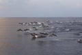 Dolphins are pursuing a flock of fish at sunset.