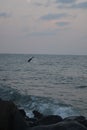 Dolphins at Red Sea Jeddah. Royalty Free Stock Photo