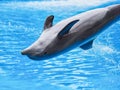 Dolphins show at the Loro Park Loro Parque, Tenerife. Royalty Free Stock Photo