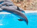 Dolphins show at the Loro Park Loro Parque, Tenerife. Royalty Free Stock Photo