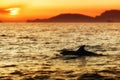 Dolphins at sunset, La Spezia, Italy Royalty Free Stock Photo