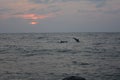 Dolphins at sunset at Red Sea Beach Jeddah. Royalty Free Stock Photo