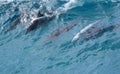 Dolphins surfing off a tropical island paradise in Queensland, Australia Royalty Free Stock Photo