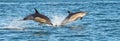 Dolphins swim and jumping Royalty Free Stock Photo