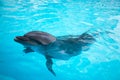 Dolphins swim in the pool