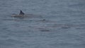 Dolphins swim on the surface of the water. Indian Ocean video. Low contrast, desaturate