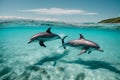 Dolphins swim in water