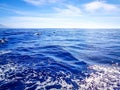 Dolphins swimming in the Atlantic Ocean in front of Los Gigantes, Canary Islands, Tenerife